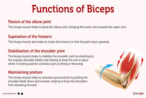 Biceps (Human Anatomy): Picture, Function, Diseases, Tests, and Treatments