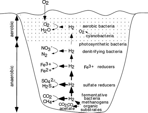 Aerobic Bacteria