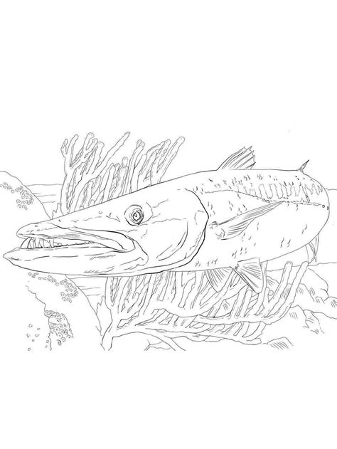 Barracuda 8 coloring page