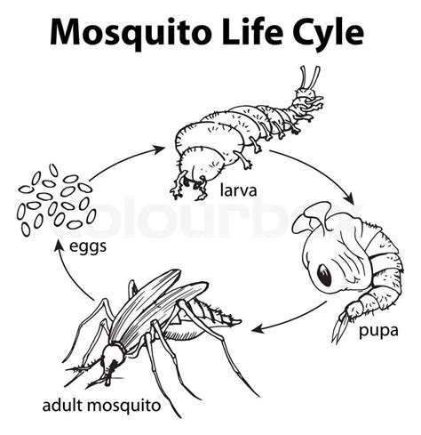 Illustration of a mosquito life cycle | Stock Vector | Colourbox