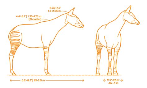 Okapi (Okapia johnstoni) Dimensions & Drawings | Dimensions.com