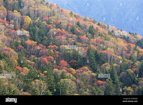 Mikuni Pass in Autumn Leaves Stock Photo - Alamy