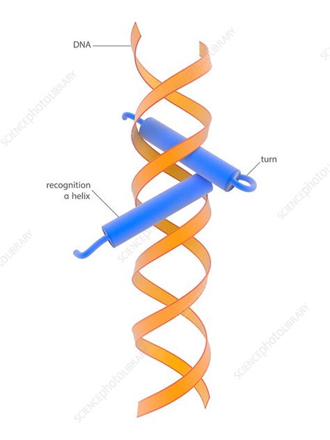 Alpha Helix Dna