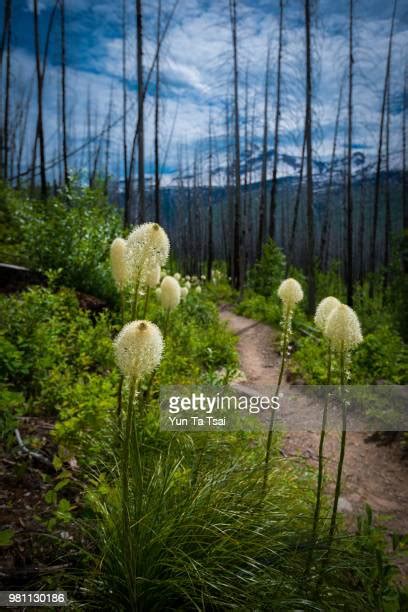 Bear Grass Plant Photos and Premium High Res Pictures - Getty Images