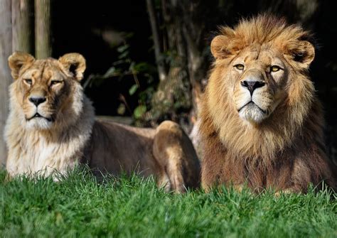 Barbary Lion Vs African Lion