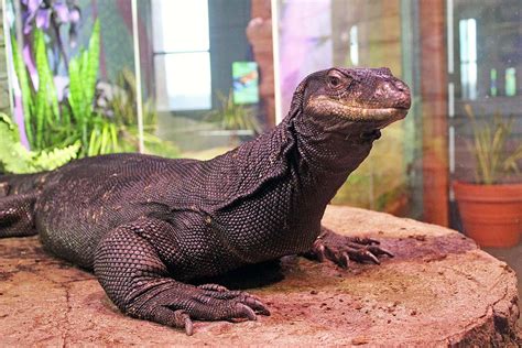 Maritime Aquarium’s rare lizard dies unexpectedly