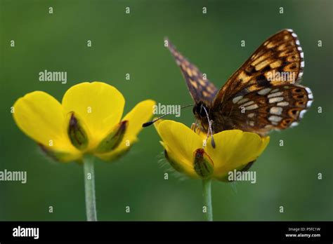 Duke of Burgundy Butterfly Stock Photo - Alamy