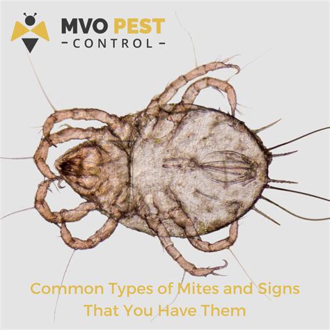 Common Types of Mites and Signs That You Have Them