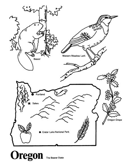 Oregon State Bird Coloring Page Coloring Pages