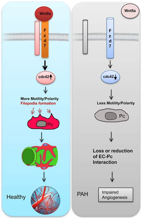 Model representing that Wnt/planar cell polarity signaling | Download ...