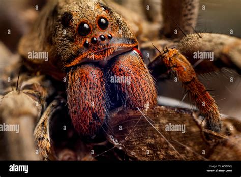 Wolf spider eating hi-res stock photography and images - Alamy