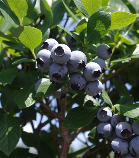 New Blueberry Varieties Taking Flight - Growing Produce