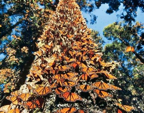 Santuario de la Mariposa Monarca Michoacán | Mariposa monarca, Monarcas ...