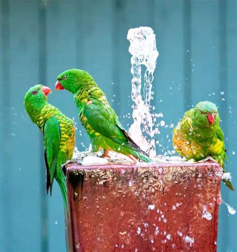 How to Do a Proper Parrot Bath | Birds Coo