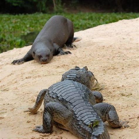 Giant Otter Vs Crocodile