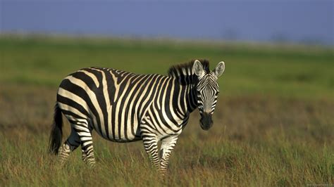 Zebra HD Wallpapers