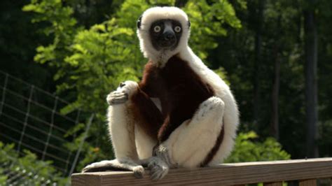 Dare You To Read This And Not Miss Zoboomafoo