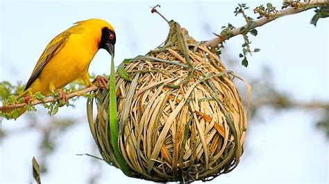 TOP 15 ANIMAL NESTS - Incredible Animal Nests - YouTube