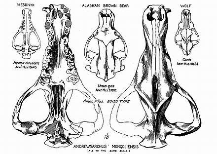 Andrewsarchus - Wikipedia, the free encyclopedia Palaeontology, Prehistoric Animals, Carnivores ...