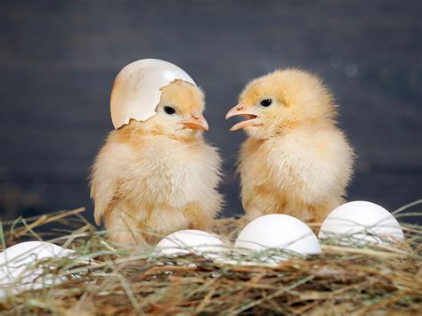 Getting Ready for Spring Chickens! - My Favorite Chicken