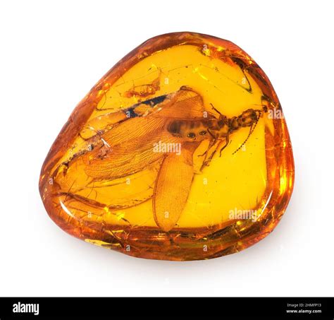 Winged termite in Amber, East Prussia Stock Photo - Alamy