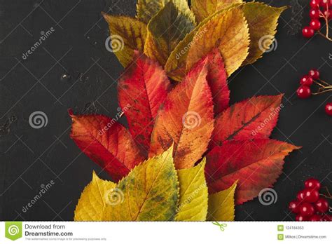 Autumn Seasonal Background, Colourful Ash Leaves Stock Image - Image of colourful, border: 124184353