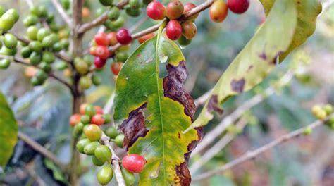 Coffee Leaf Rust and Global Warming - Cafe Altura