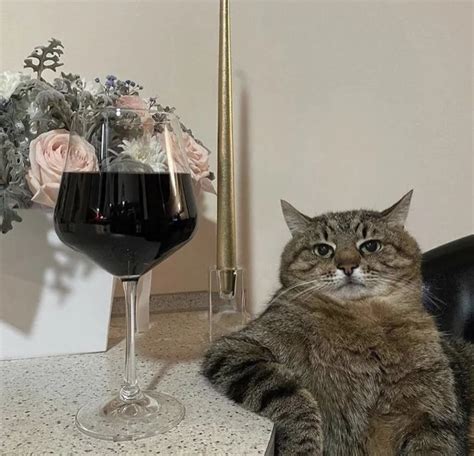 Cat with Wine Memes - Imgflip