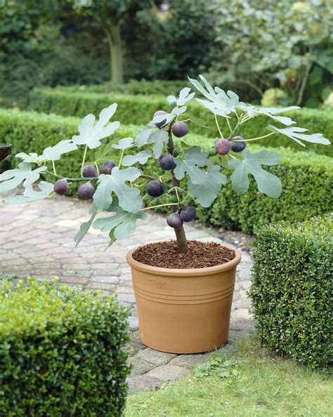 Growing Figs In Containers - PlantingTree | Fast growing trees, Plants, Edible garden