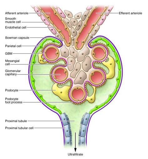 21 Images Glomerular Basement Membrane Function - basement tips