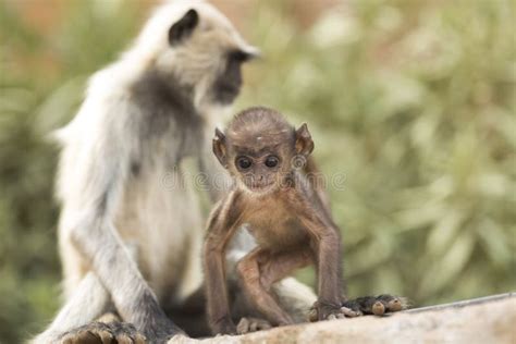 Langur Monkey stock photo. Image of feeding, feed, care - 104764538