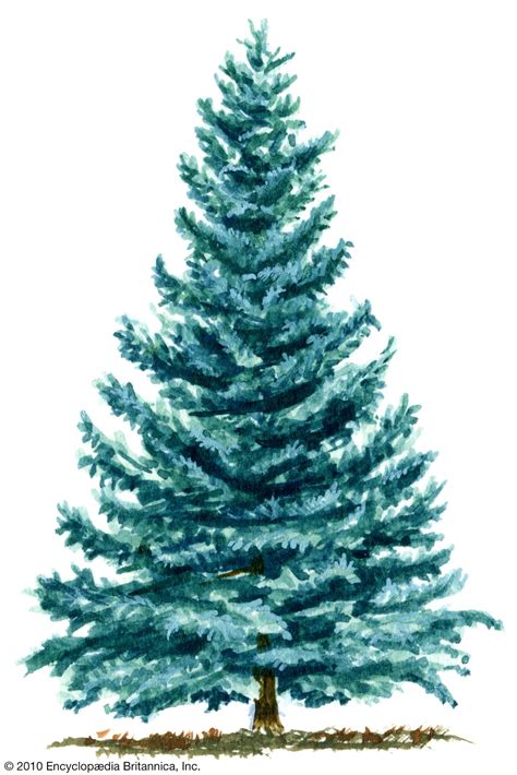 Spruce | Description, Species, and Uses | Britannica