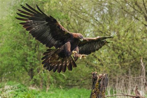 What Are The Differences Between An Eagle And A Hawk? | Animals, Eagle, Hawk species