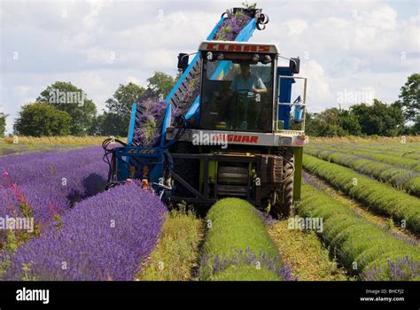 LAVENDER HARVESTING AT SNOWSHILL LAVENDER FARM Stock Photo - Alamy