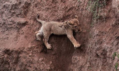 Lion cub saved by mum as he cries out pitifully for help caught on camera | Daily Mail Online