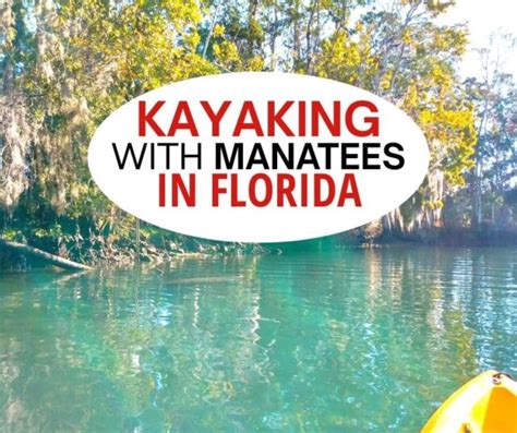 10 Best Kayaking with Manatees in Florida