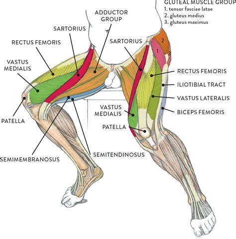 Aïe! 33+ Raisons pour Leg Muscles Diagram Basic: Muscles of the hip ...