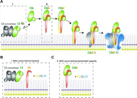 Step-wise assembly of the Membrane Attack Complex. (A) Illustration... | Download Scientific Diagram