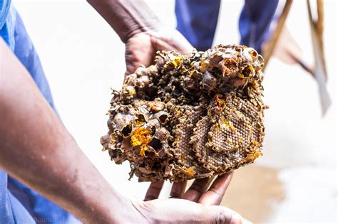 Ground Bees and their Honey - The Hauns in Africa