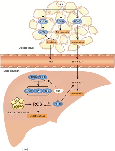 Accumulated hepatic oxidative stress and inflammation promote fatty... | Download Scientific Diagram