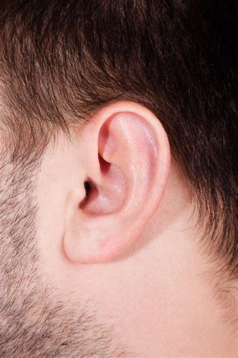 Male ear in close up stock image. Image of male, hear - 16808327