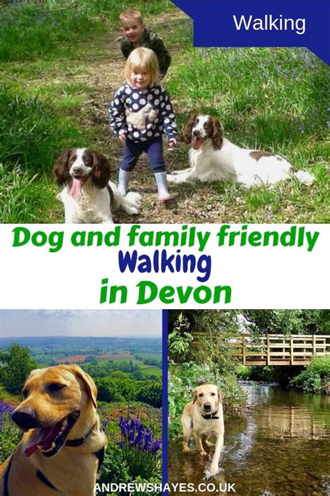 Dog and family friendly walks in Devon | Dog friendly holidays, Dogs ...