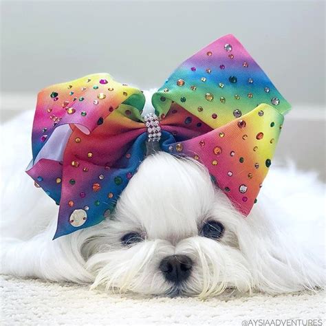 I like BIG bows and I can not lie! Comment below if You like this Via: @aysiaadventures Double ...