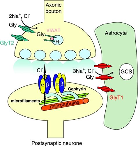 What is Glycine & Molecular Weight. Glycine Neurotransmitter, for Sleep