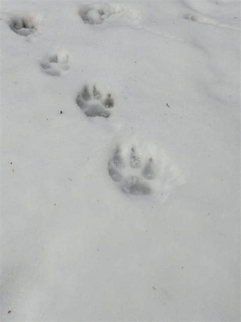 Animal Footprints in the Snow during Winter. Stock Photo - Image of ...