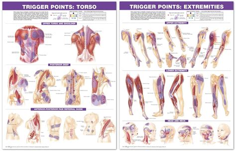 Trigger points | Trigger points, Trigger point therapy, Myofascial pain syndrome trigger points