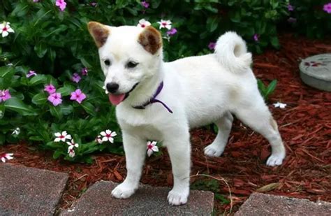 Shiba Inu - Description, Energy Level, Health, Image, and Interesting Facts