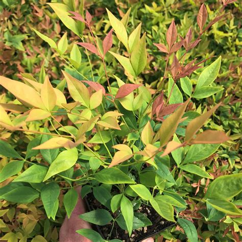 Nandina domestica 'Gulf Stream' - Heavenly Bamboo (4.5" Pot) | Little Prince To Go