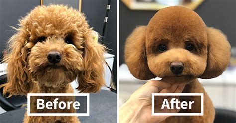 31 Dogs Before And After Being Groomed In This South Korean Salon | DeMilked