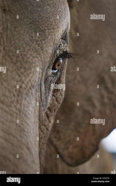 Asian Elephant (Elephas maximus) eye showing long eyelashes, native to Asia Stock Photo - Alamy